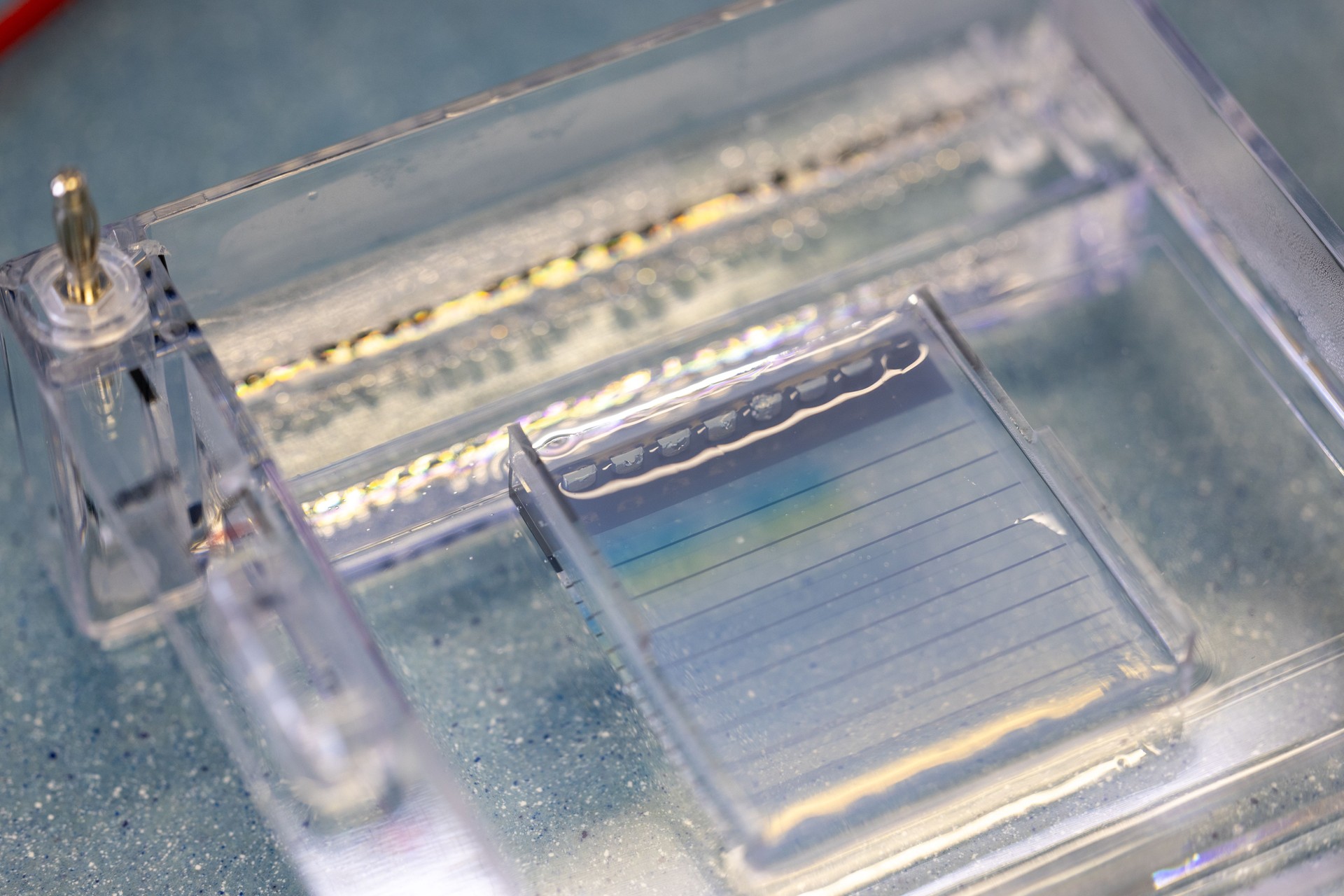 Polymerase Chain Reaction (PCR) and Agarose gel electrophoresis is a method of gel electrophoresis used in biochemistry.